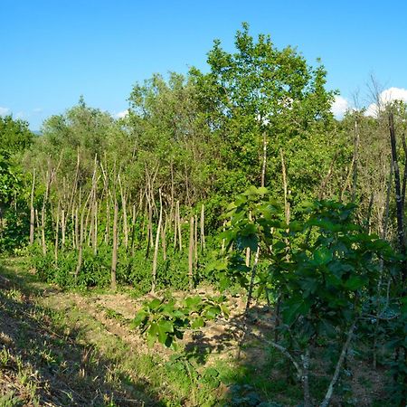 Benvenuti Nel Sud Bed & Breakfast Sessa Cilento Eksteriør bilde