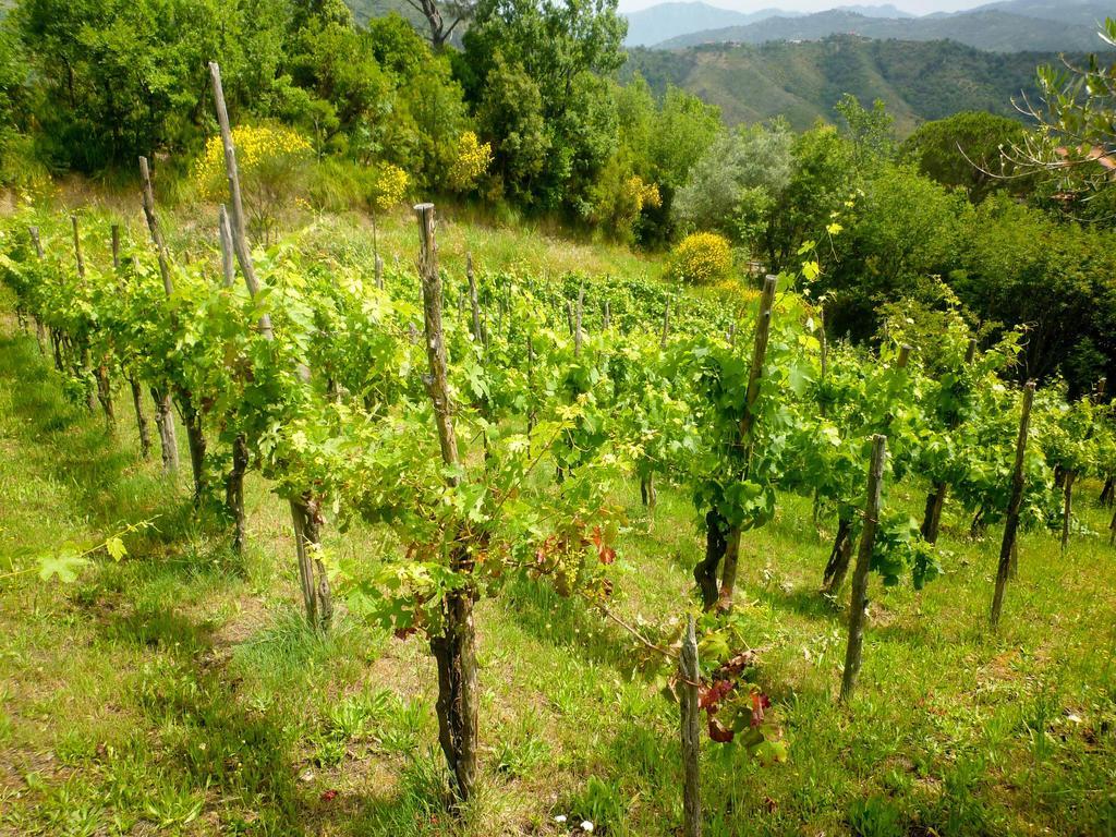 Benvenuti Nel Sud Bed & Breakfast Sessa Cilento Eksteriør bilde