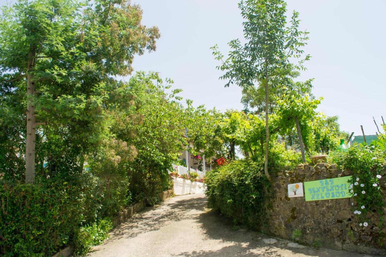 Benvenuti Nel Sud Bed & Breakfast Sessa Cilento Eksteriør bilde